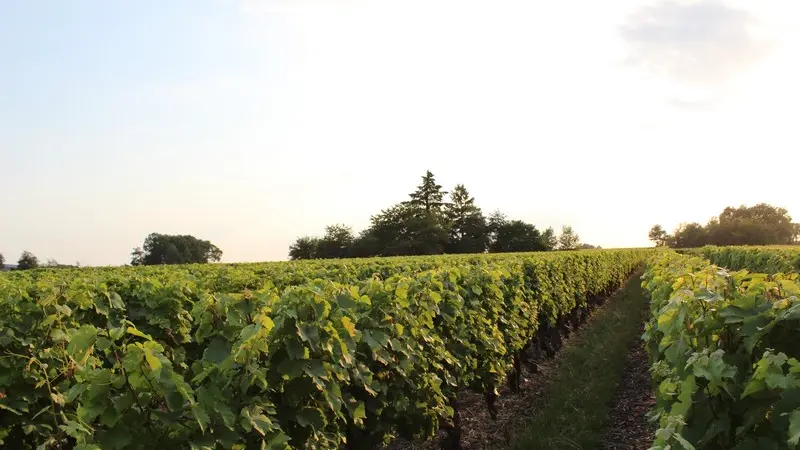 Vignoble de Chançay
