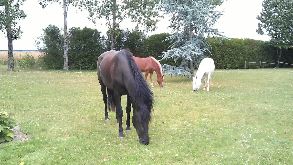 Chevaux