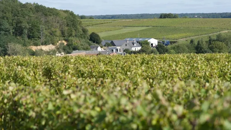 Domaine Margalleau vignes