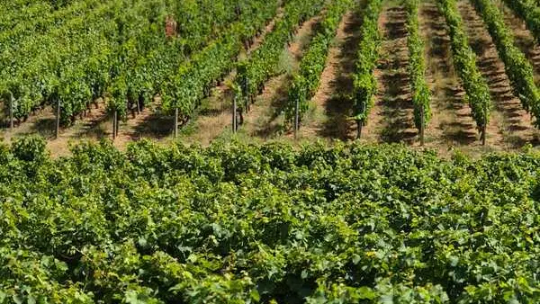 Domaine_Gaudron_vignes