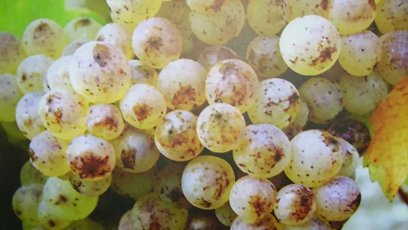 Domaine Sylvain Gaudron