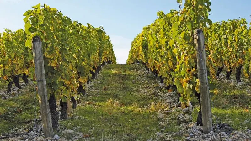 Domaine du Margalleau vigne Chançay