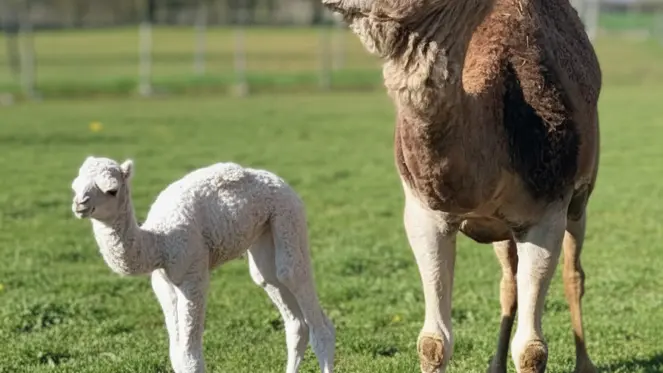 Le Clos Camelin - Elevage de dromadaires