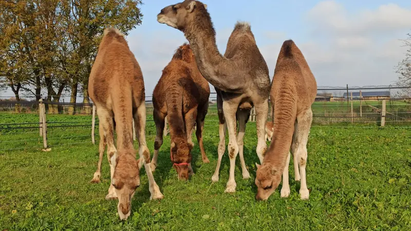 Elevage_Camelin_Villiers_au_Bouin_Credit_YONCOURT_2036 (2)