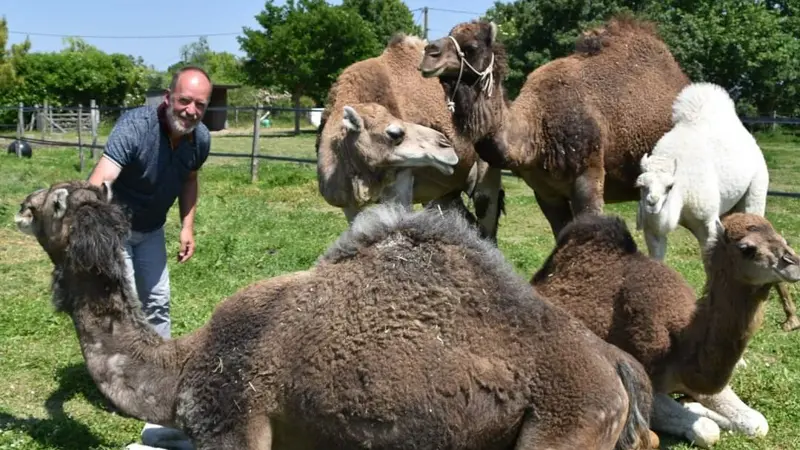 Le Clos Camelin - Elevage de dromadaires