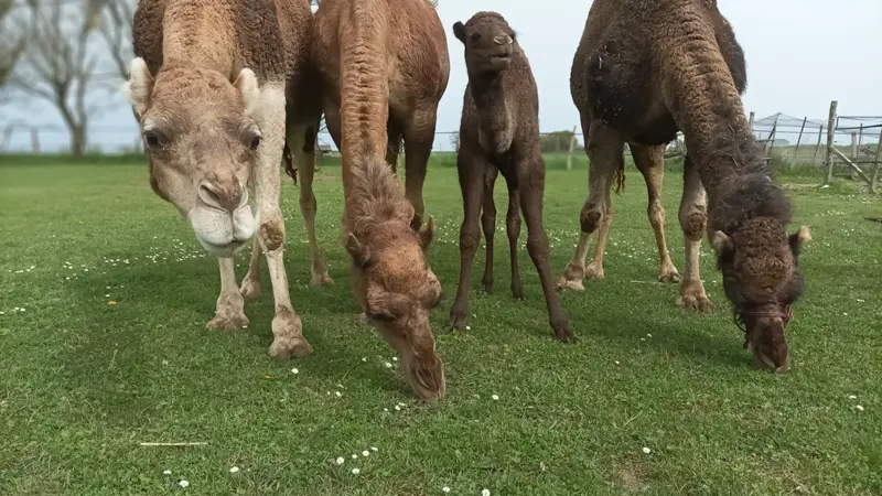 Le Clos Camelin - Elevage de dromadaires