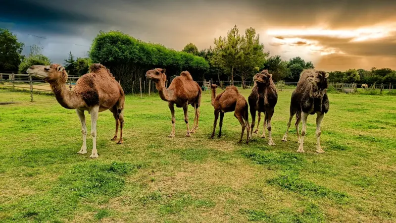 Le Clos Camelin - Elevage de dromadaires