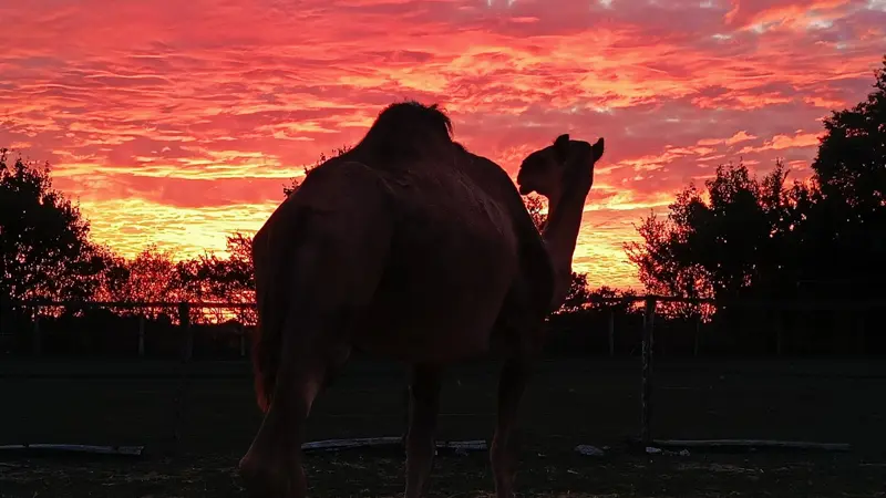 Le Clos Camelin - Elevage de dromadaires