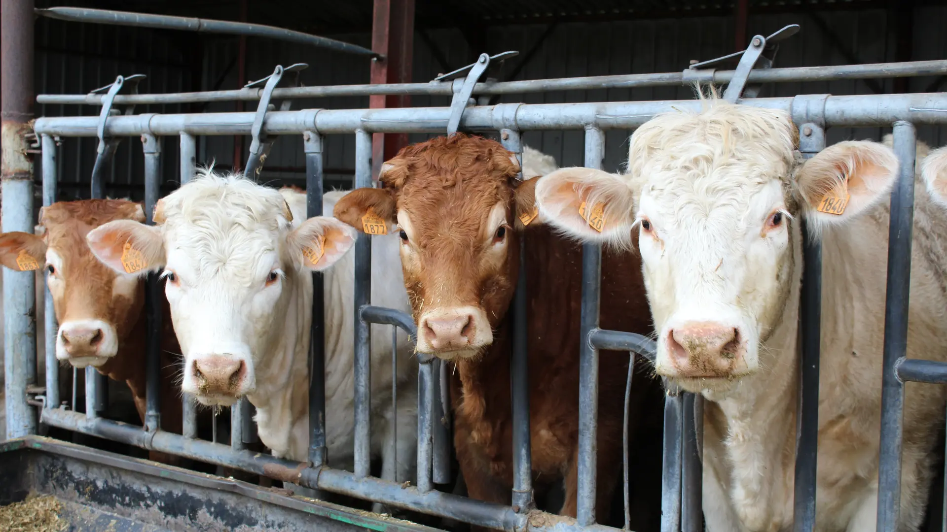 Ferme de Naudin Pascal