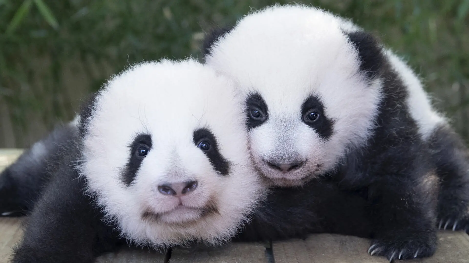 Jumelles_panda_2021_ld