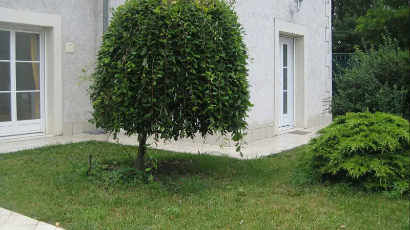 Agapanthes - Primevères