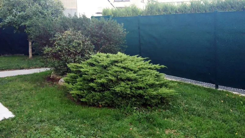 Agapanthes - Primevères