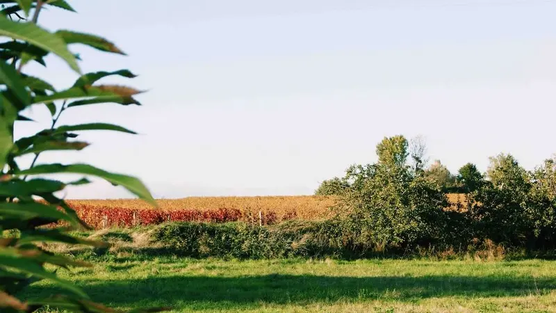 Le Clos des Vignes vue_nature_campagne