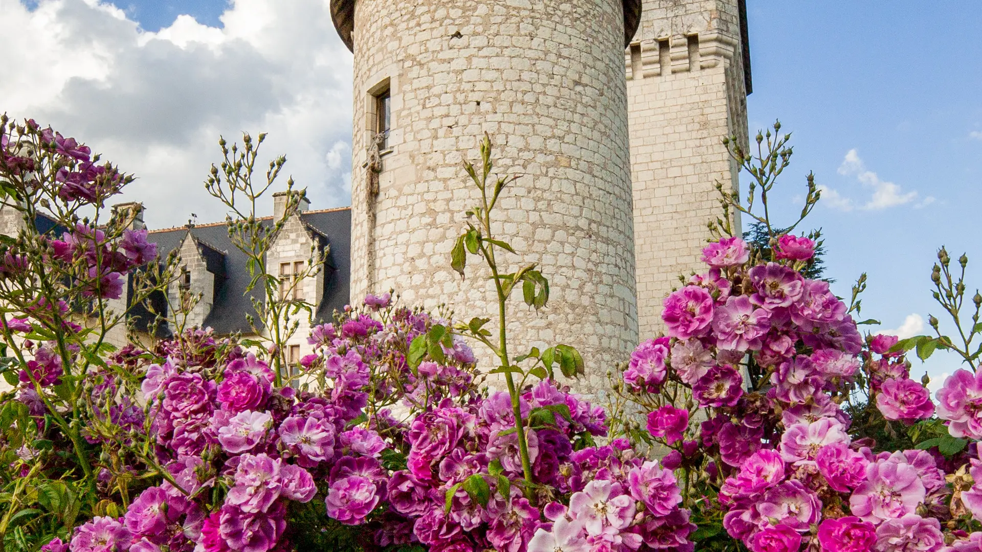 Le Rivau . mannington Rose Rambler  ©Patricia Laigneau -1409-Vert