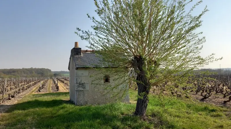 Loge_vigne_Coliniere_Chancay_crédit_OTMV_NB_2052 (6)