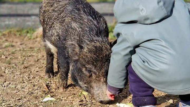 Mini ferme Domaine de la Borderie
