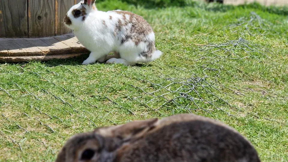 Mini ferme Domaine de la Borderie