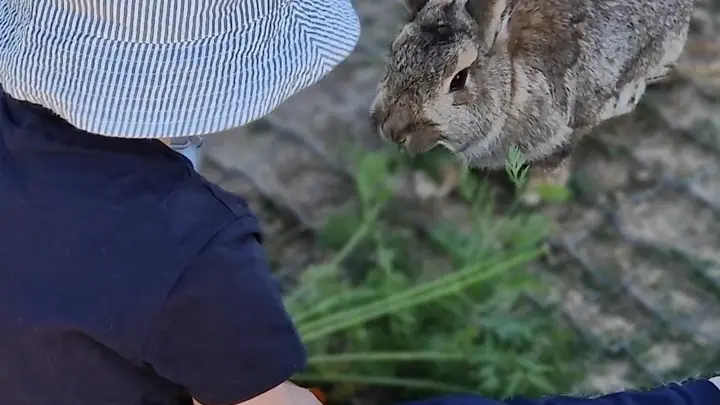 Mini ferme Domaine de la Borderie