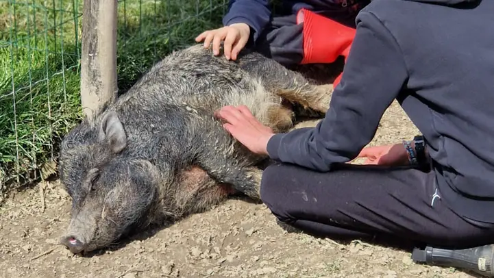 Mini ferme Domaine de la Borderie
