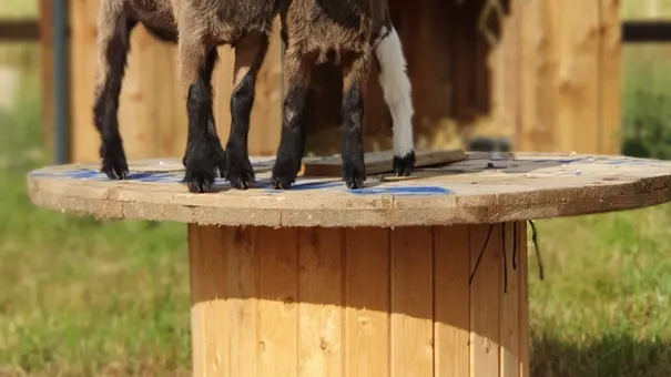 Mini ferme Domaine de la Borderie