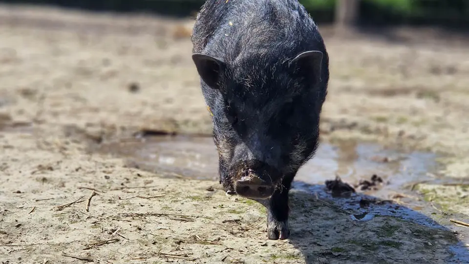 Mini ferme Domaine de la Borderie
