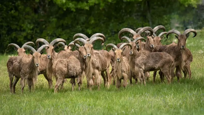 Mouflon-manchettes-RZHT-AGN6435--MNHN-A.-Iatzoura