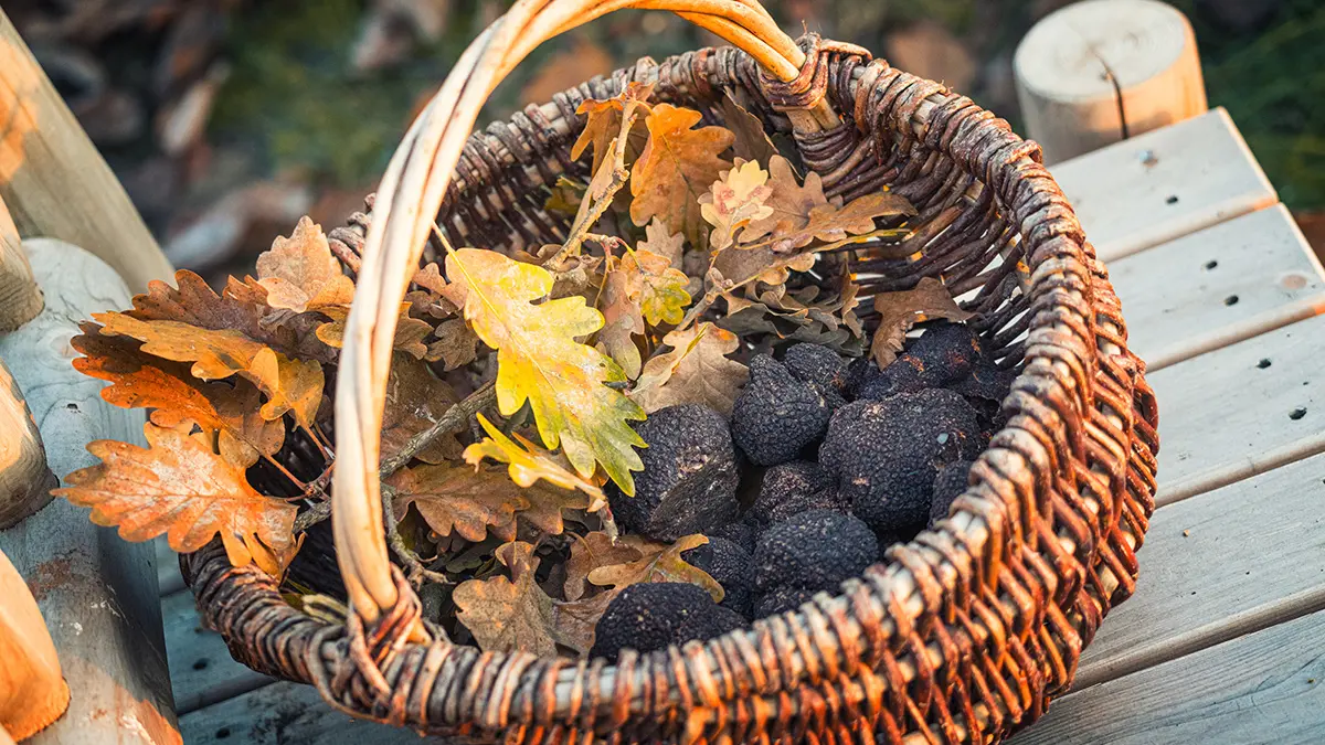 Panier truffes
