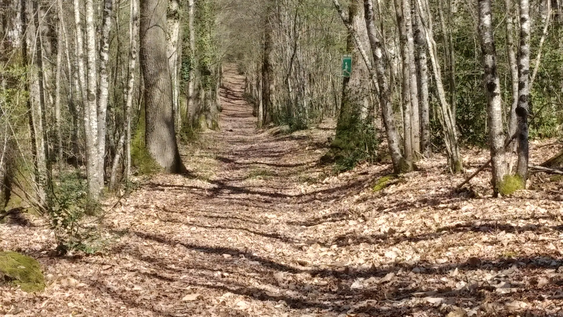 NOYANT DE TOURAINE- CHATEAU DE BROU-Promenade dans la foret du domaine