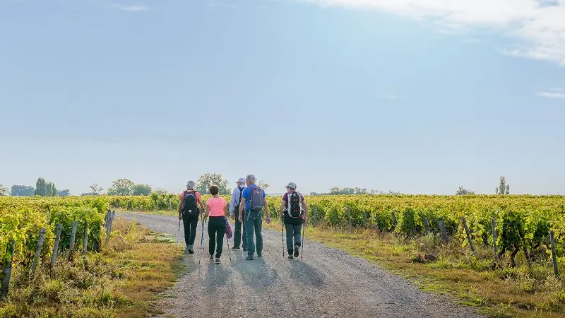 Randonnée pédestre - Vignoble de Vernou-sur-Brenne