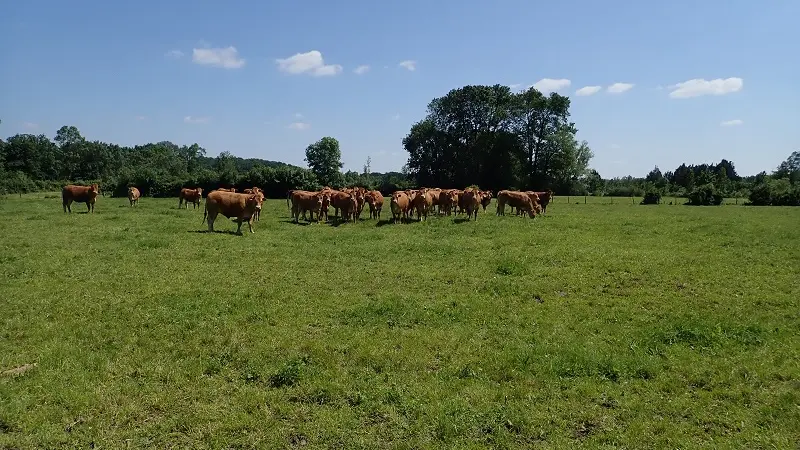 Randonnée dans le bocage de Bois Chétif