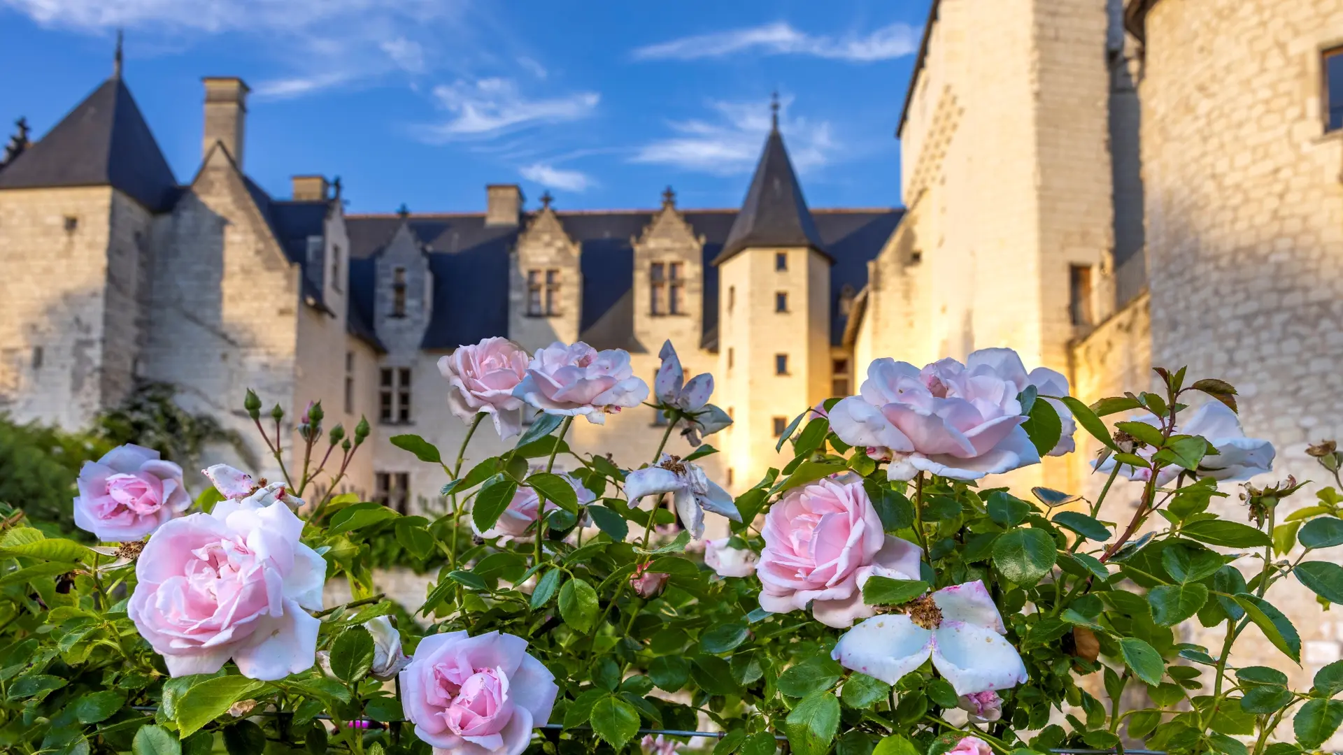 Rose New DawnH6A3708©ChateauduRivau.D .Darrault