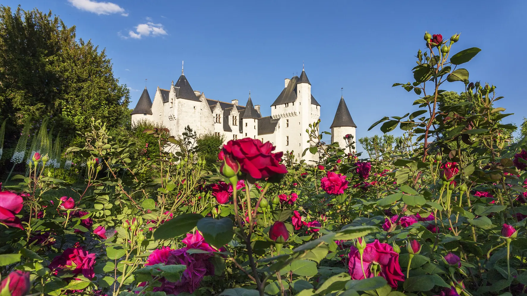Roses au Rivau.9694 ©ChateauduRIvau -