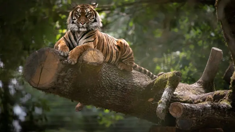 Tigre-Sumatra-RZHT--AGN8628--MNHN-A.-Iatzoura