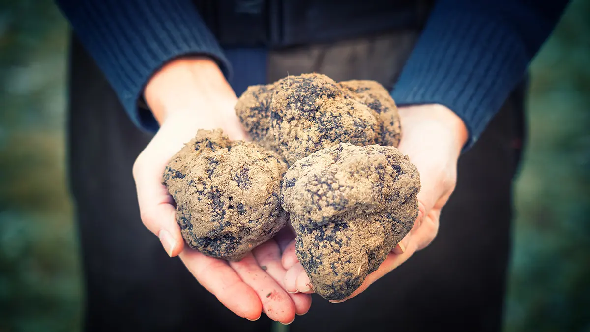 Truffes