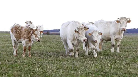 Vache et veau C DR