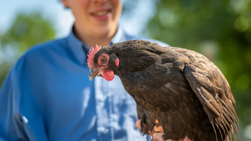 Des poules et des vignes
