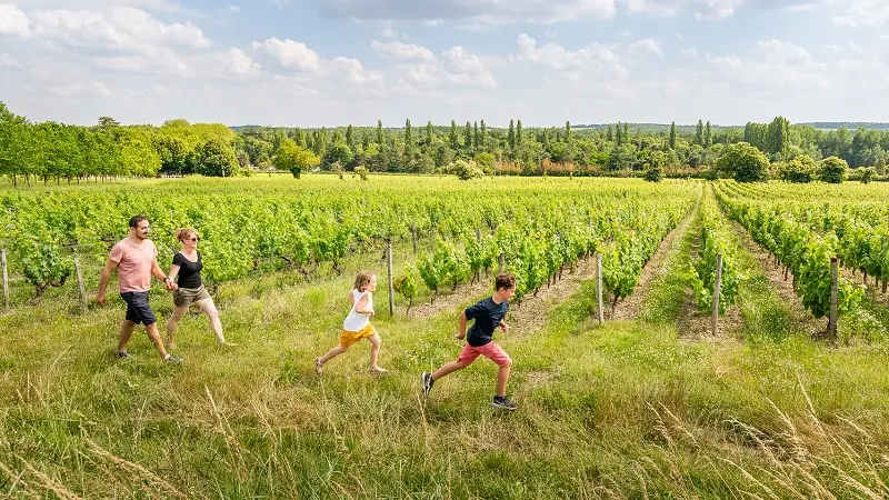 Vignes des caves du Père Auguste