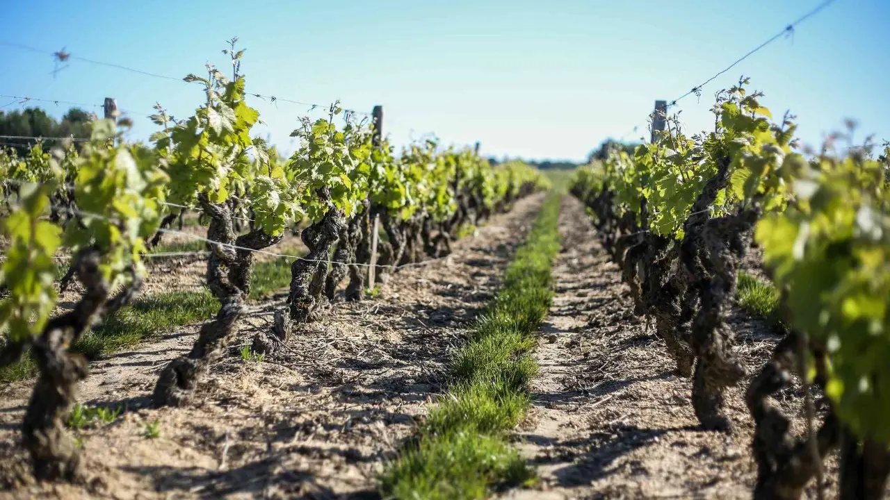 Vignes