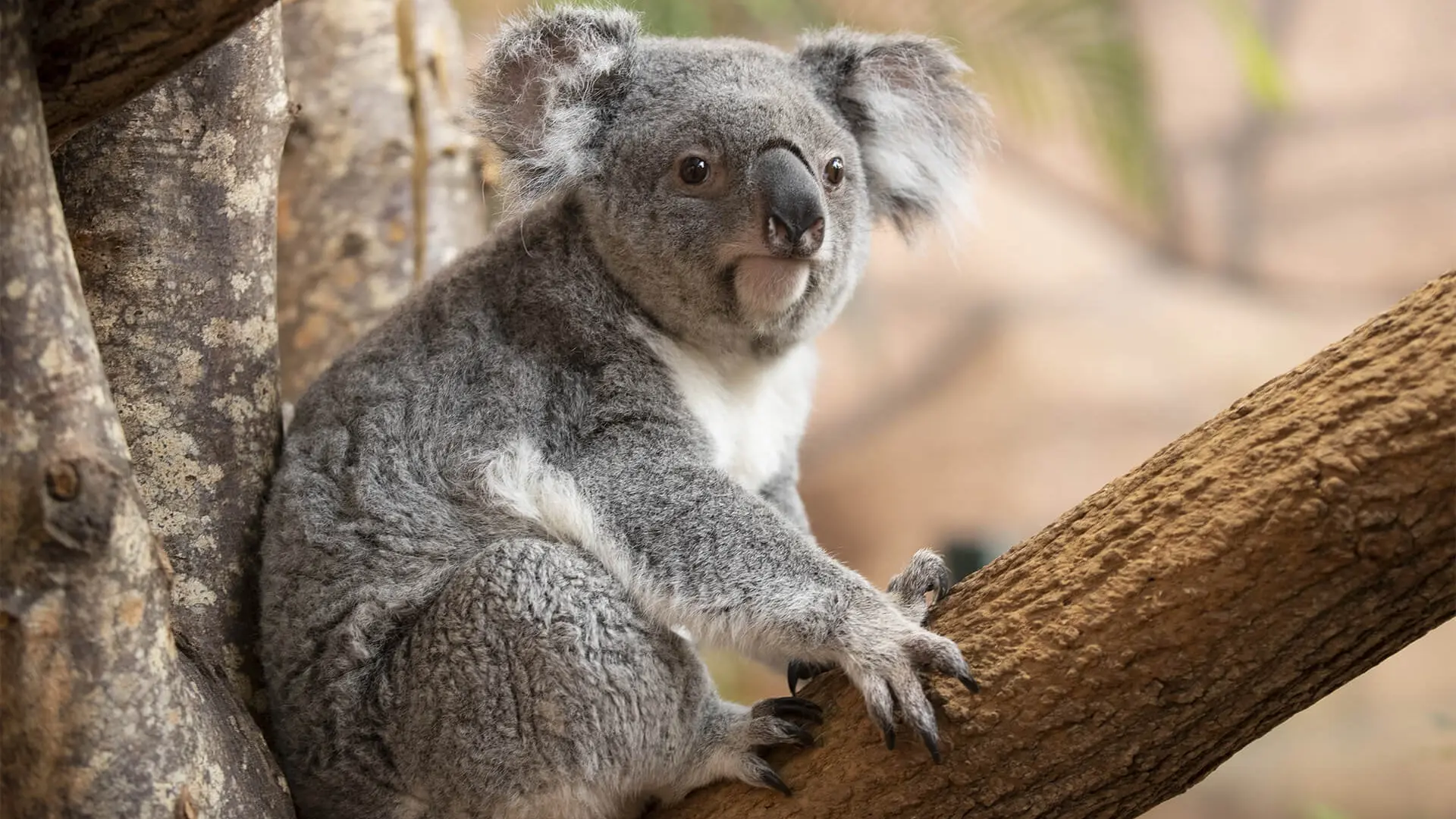 Koala - unique en France