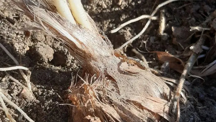 SAINTE-MAURE DE TOURAINE-TOURAINE TRUFFES ET SAFRAN-bulbes