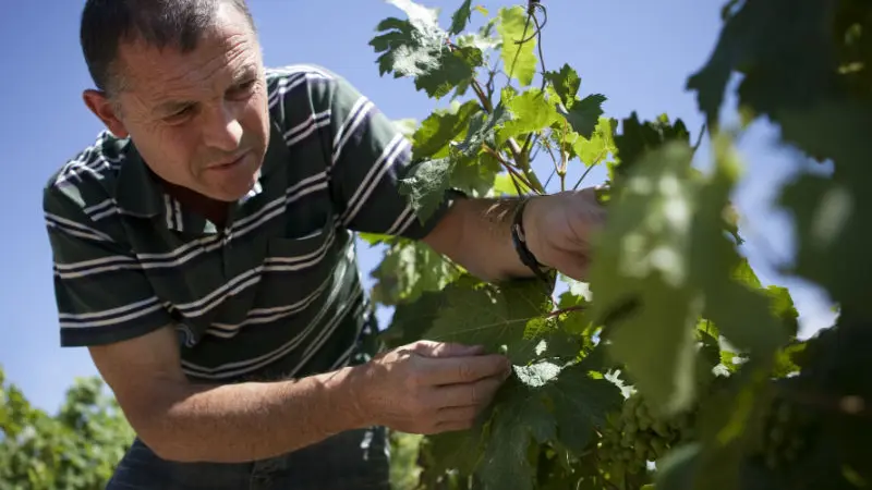 Cave des vins de Bourgueil - Robert et Marcel