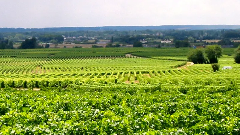 Cave des vins de Bourgueil - Robert et Marcel