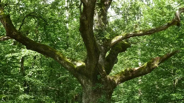 Domaine de Candé - Randonnée A l'ombre des chênes centenaires