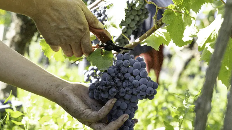 Domaine de la Cotelleraie