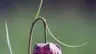 fritillaire-pintade-yd5akg1bo5dc-z4ks4i9gqors.png.150x150_q85