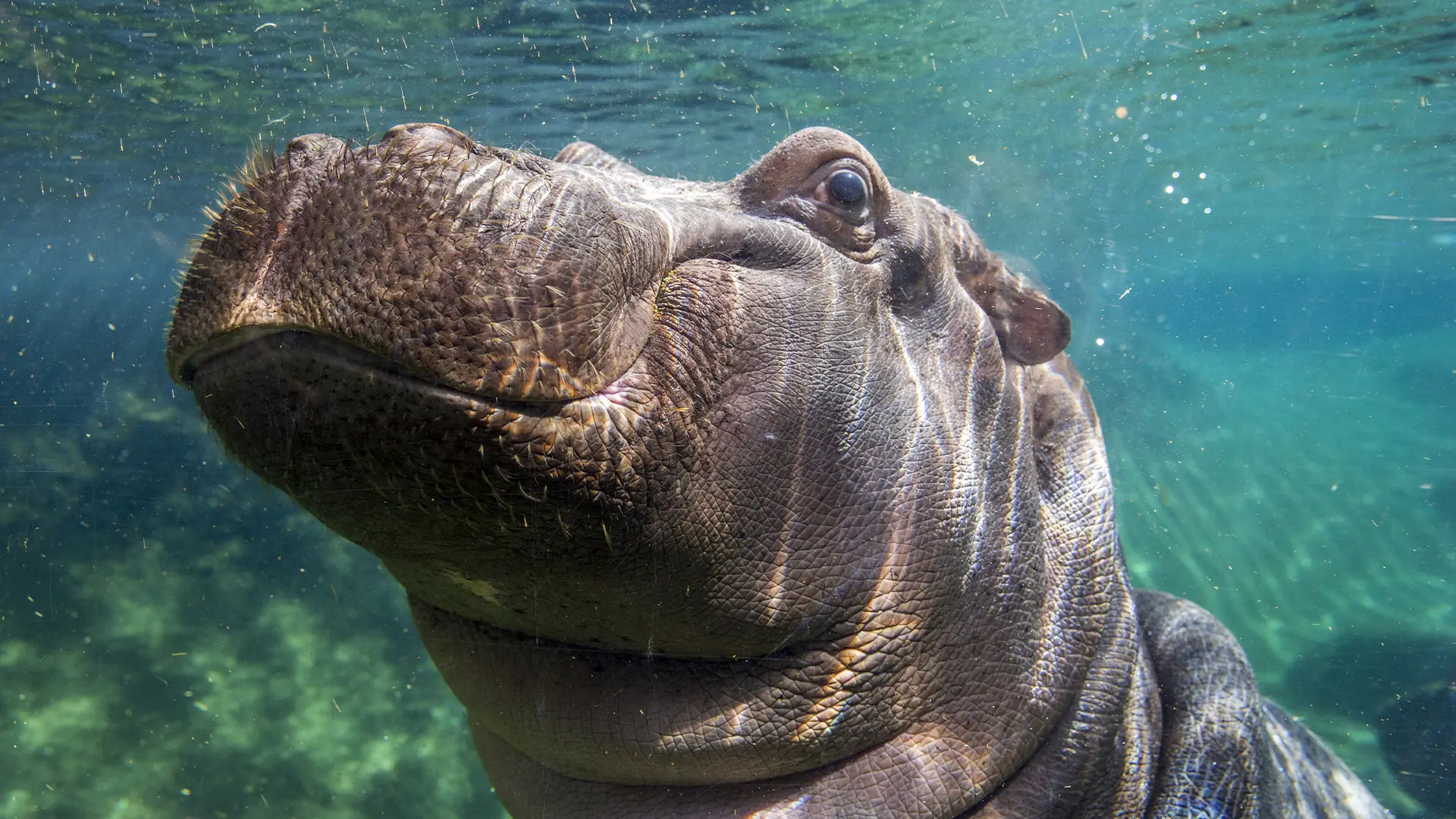 hippopotame amphibie