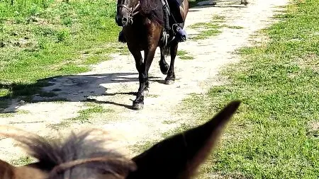 Horse journey - Balade dans les vignes - Saint-Martin-le-Beau