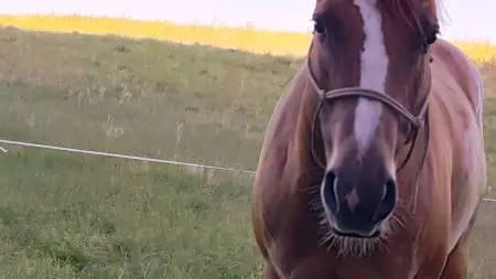 Horse journey - Starlight - Touraine Val de Loire