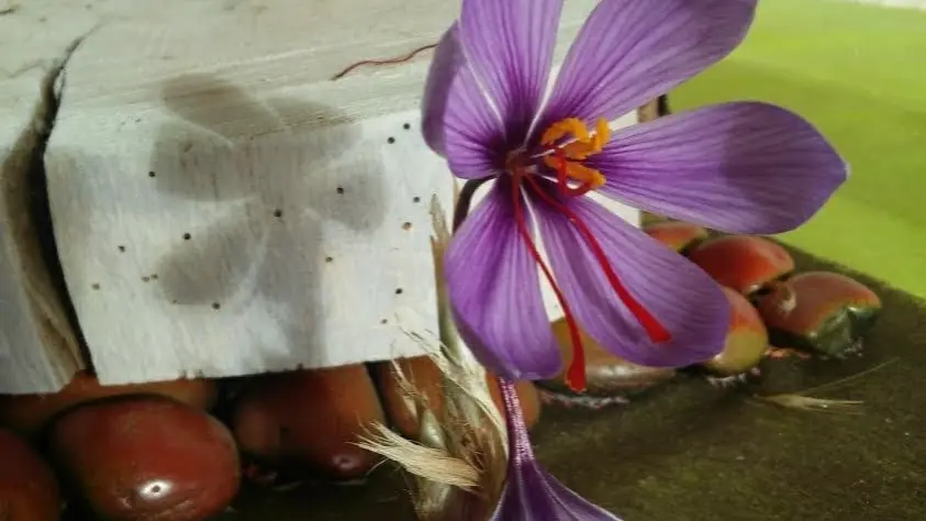 SAINTE-MAURE DE TOURAINE-TOURAINE TRUFFES ET SAFRAN-la fleur et son bulbe
