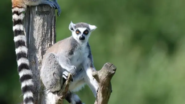 maki-catta--MNHN-Patrick-Roux